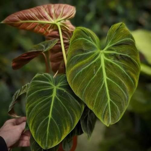 Philodendron El Choco Red - Image 2