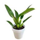 Philodendron Fat Boy ( Philodendron martianum)