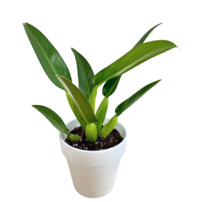 Philodendron Fat Boy ( Philodendron martianum)