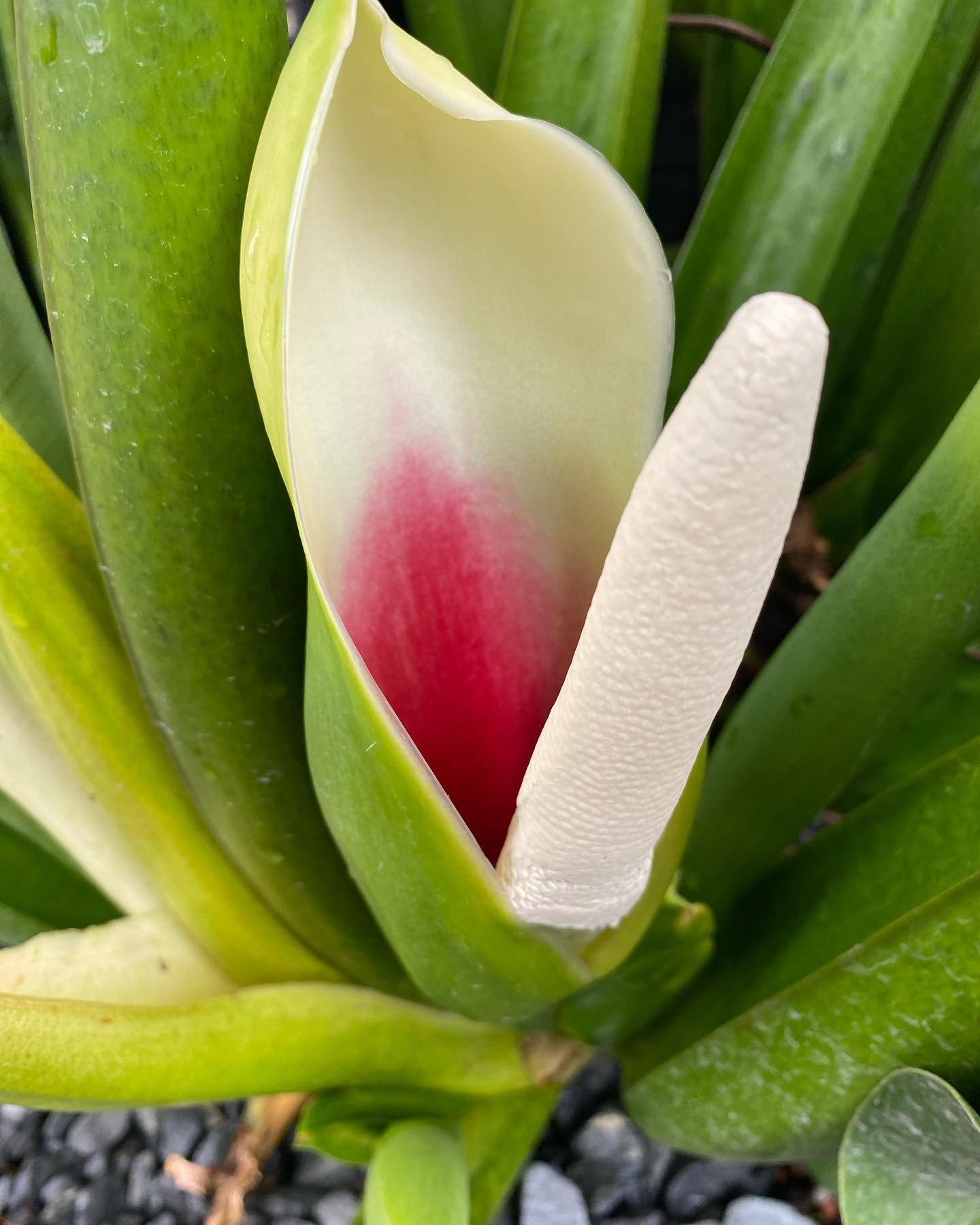 Philodendron Fat Boy ( Philodendron martianum) - Image 3