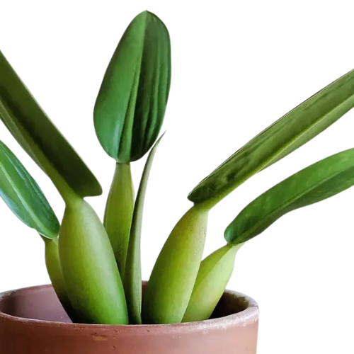 Philodendron Fat Boy ( Philodendron martianum) - Image 2