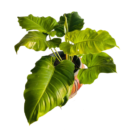 Philodendron Jungle Fever