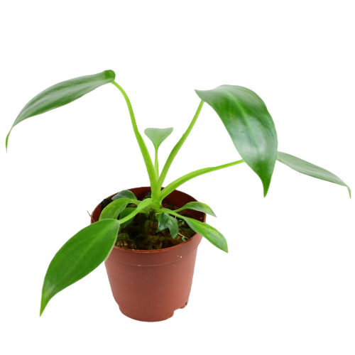 Philodendron Spiritus Sancti – Ultra Rare Collector Climbing Plant - Image 2