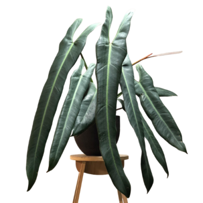 Philodendron Spiritus Sancti – Ultra Rare Collector Climbing Plant