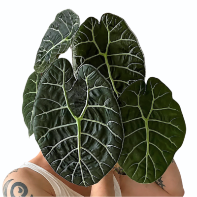 Alocasia Watsoniana – Rare Silver Vein Plant