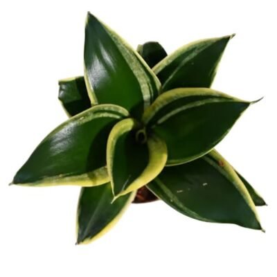 Sansevieria Hahnii Lotus