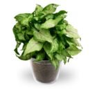 Syngonium 'Bright Allusion'
