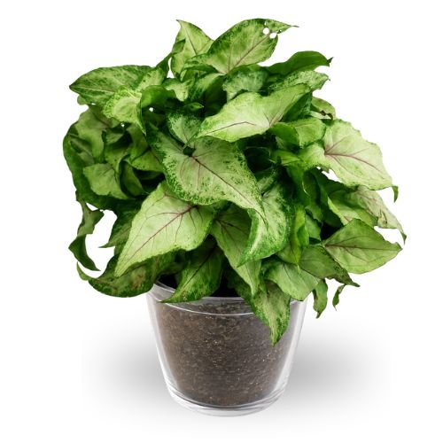 Syngonium 'Bright Allusion'