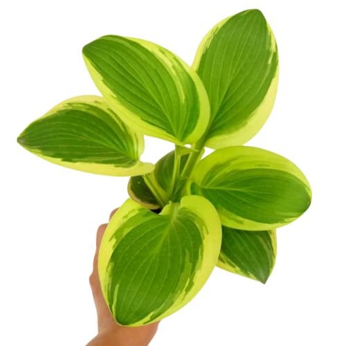 Hosta Queen Josephine