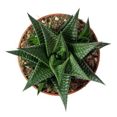 Haworthia ‘Fairy Washboard’