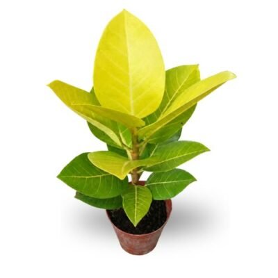 Rubber Plant “Golden” (Ficus Elastica)