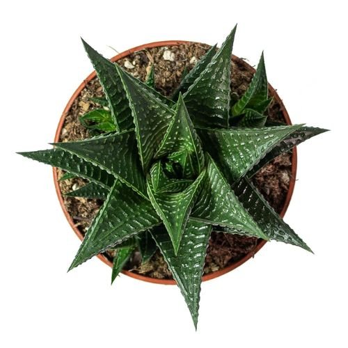 Haworthia ‘Fairy Washboard’