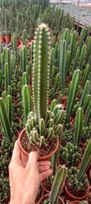 Fairy Castle Cactus