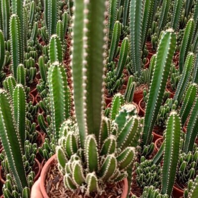 Fairy Castle Cactus