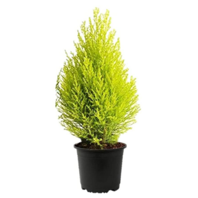 Golden Cypress Plant