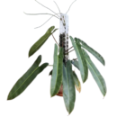 Philodendron Atabapoense