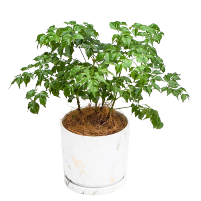 Radermachera Sinica (China Doll) – Indoor Foliage Plant