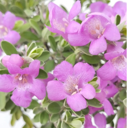 Texas Sage Plant – Leucophyllum Frutescens (Nikodia) - Image 2