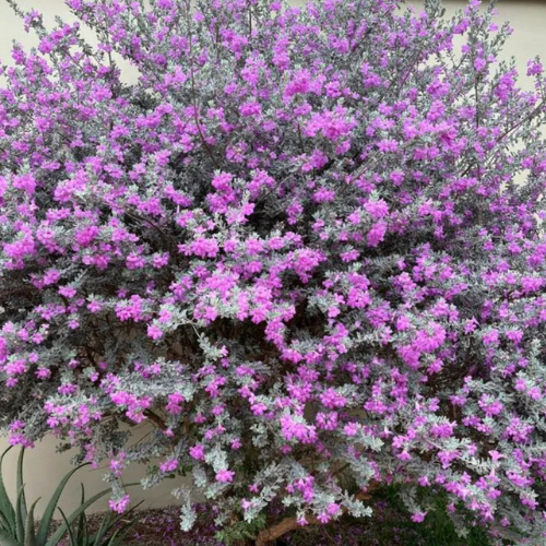 Texas Sage Plant – Leucophyllum Frutescens (Nikodia) - Image 3